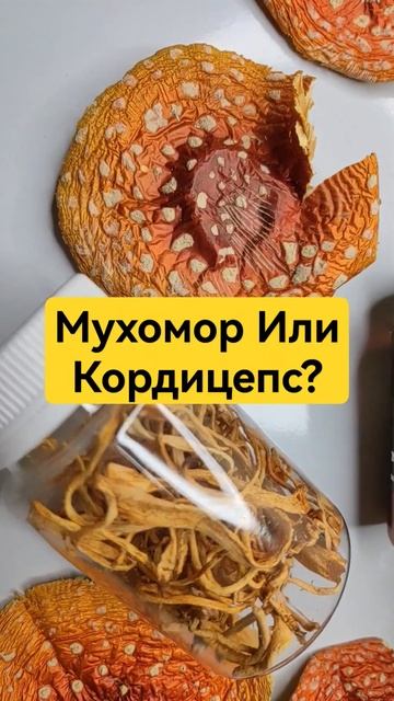 Мухомор Или Кордицепс? #микродозинг #мухомор #микродозингмухомора смотреть онлайн