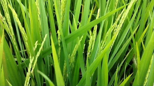 Obat Pertanian Obat Blas Padi, Obat Patah Leher Padi смотреть онлайн