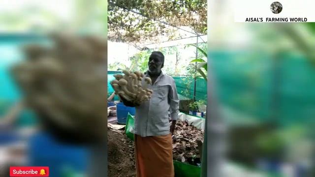 Macrocybe gigantea mushroom
