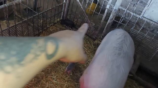 Поросяткам сутки. Купили им всё необходимое.