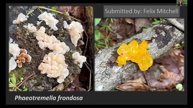 July Virtual Mushroom ID Table (MAWDC July 2021) смотреть онлайн