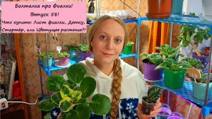 Болталка про Фиалки! Выпуск 58: Что купить: Лист фиалки, Детку, Стартёр, или Цветущее растение?!