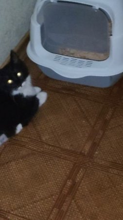 Сим, сим - откройся!