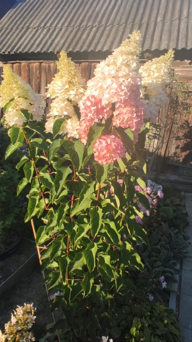 Обзор гортензии Fraise Melba/Фрайз Мельба на 20.09.2024 года.