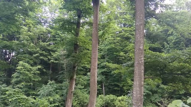 Спів пташок. Релакс.Прогулянка у лісі.06.06.2021р. смотреть онлайн