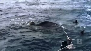 Моряки увидели что-то странное в воде. Присмотревшись, они закричали от ужаса!