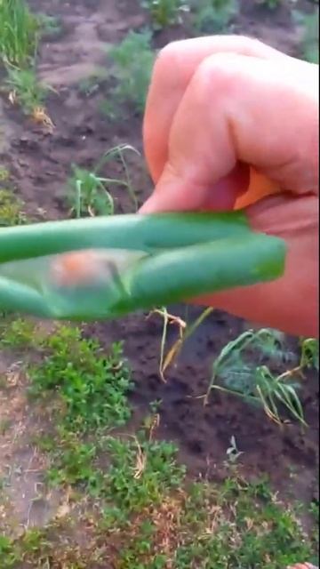 Свистулька из стрелы репчатого лука