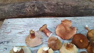 ОТЛИЧИТЬ БЕЛЫЕ ГРИБЫ ОТ КОВАРНЫХ ЖЕЛЧНЫХ
