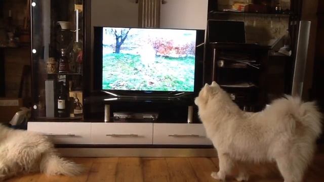 Я красавица, меня по телевизору показывают!)