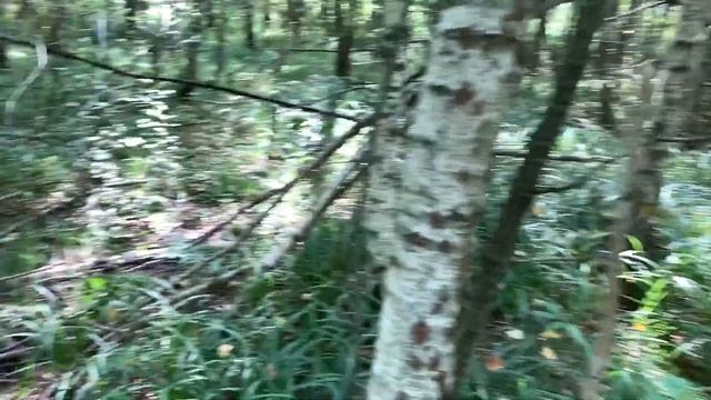 Поход за грибами в лес за гаражами смотреть онлайн