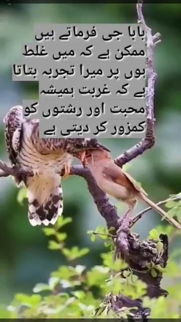 banoqudsia Quotes shortsyoutubeshorts shortsfeed