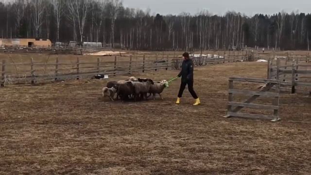 Ненецкая лайка, пастьба 06.04.2024.