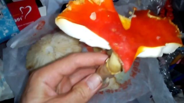 мухоморная россия