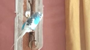 Попугай Маруся поет песню Антошка и многое другое