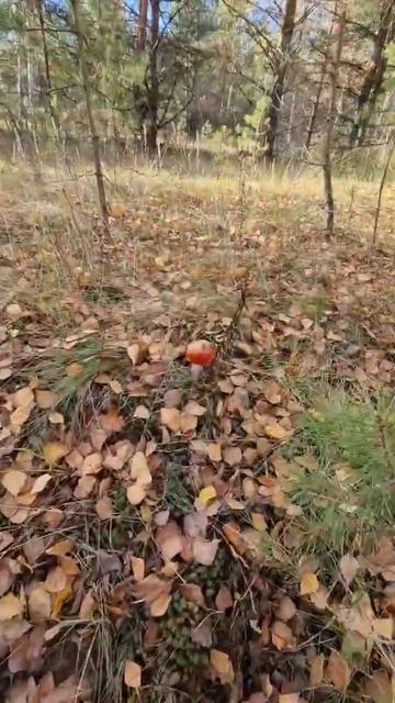 Нашли кучу грибов