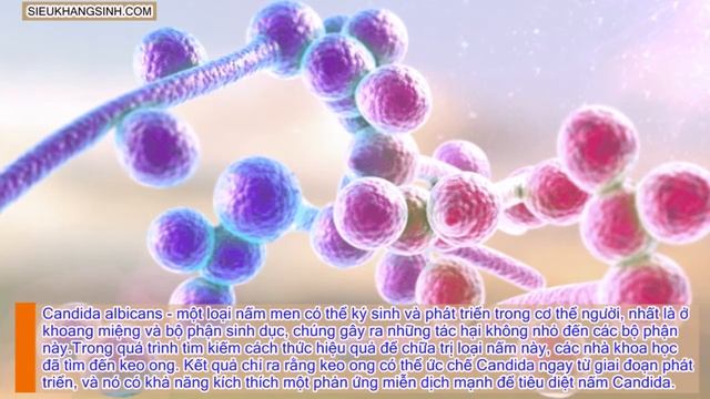 10 PHÁT HIỆN BẤT NGỜ VỀ KEO ONG - SIÊU KHÁNG SINH [SIEUKHANGSINH.COM] смотреть онлайн
