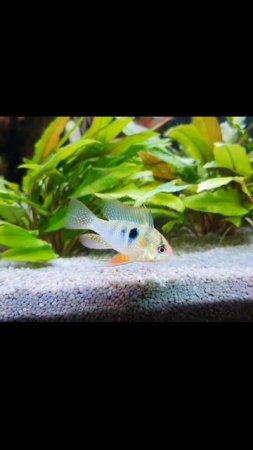 Bolivian ram fish / Cichlid #30