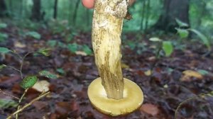 Boletus subtomentosus - diferente intre speciile de hribi