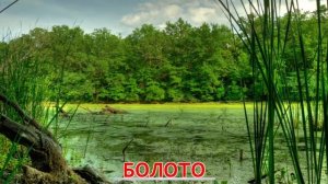 Цветы грибы природа явление природы и времена года!