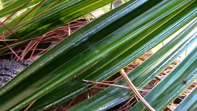 Endangered Mississippi Gopher Frog смотреть онлайн