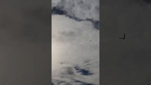ГОЛУБИ АРСЕНА ТАШИРСКОГО