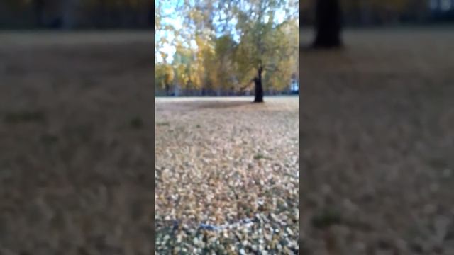 Волшебный лес! смотреть онлайн