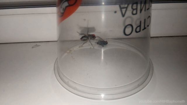 Тебе это НЕ понравится Слабонервным не смотреть!!! смотреть онлайн