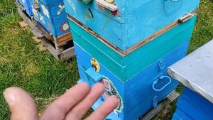 Двухматочное содержание. ч. 3.  Роятся ли двухматочные семьи??? ПРАКТИКА - ЭТО БОМБА!!!