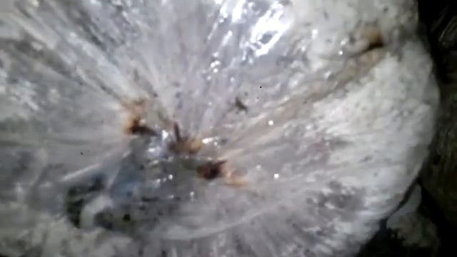 Блоки шии-таке в стадии попкорна смотреть онлайн