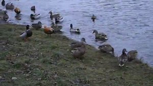 Утки бегают с хлебом