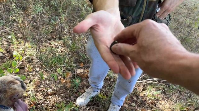 Truffle Hunting in Molise Italy / Caccia al tartufo in Molise Italia смотреть онлайн