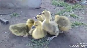 Купил гусят часть 1
