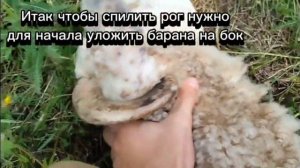 Как и зачем пилить барану рога
