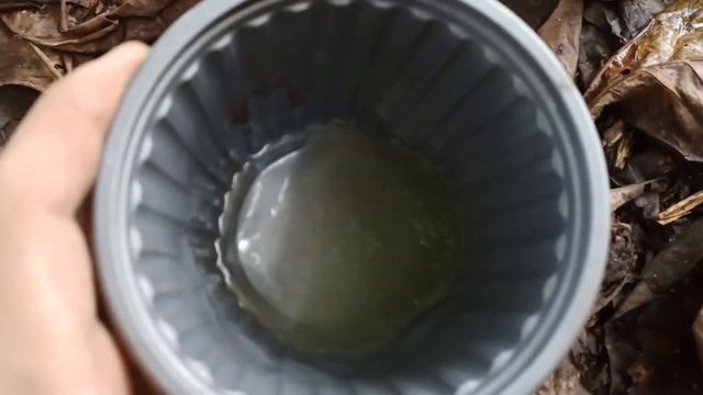 ⭐️ Aplicamos HONGO TRICHODERMA a Plantación de CACAO [Fertilizante y Fungicida orgánico]