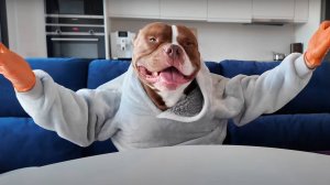 смешной питбуль