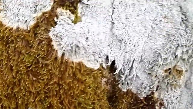 Lichen vs Moss. Competition Between Tree Epiphytes смотреть онлайн