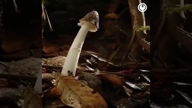 Croissance des champignons, une très belle vidéo trouvée sur le net смотреть онлайн