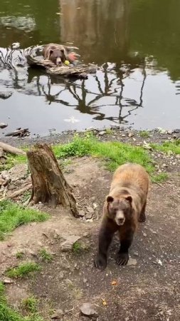 Alaskan Brown Bear lounging and begging for snacks