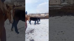 Русский тяжеловоз. Полутяжи (вороные).