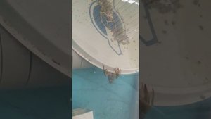 Разведение раков