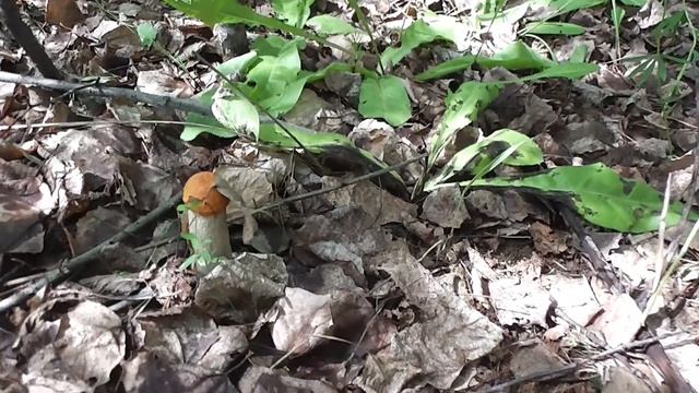 Люди нелюди смотреть онлайн