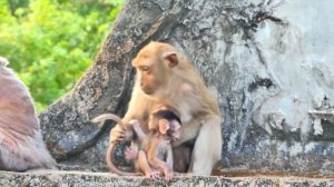 Baby monkey ROBERT try to suck breast milk - but Mama ROBY take care milk for child so sweet
