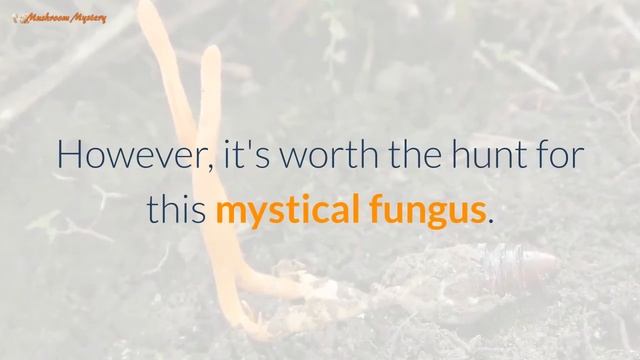 6 Mushrooms to Improve Body and Brain смотреть онлайн