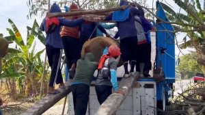 Two dry and dangerous trees fell on the side of the road‼️