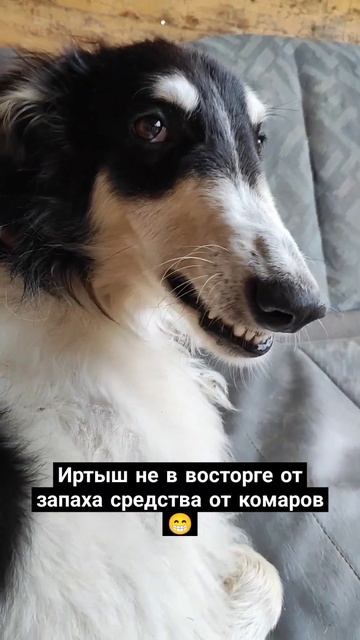 Оскал русской борзой как отдельный вид искусства #приморье #собаки #русскаяборзая #борзая #гончая