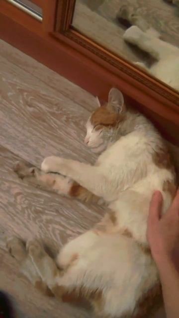 Трудно быть добрым. Елена Касьян #стихи #поэзия смотреть онлайн