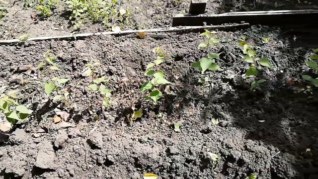 АБРИКОС/ВЫРАЩИВАЮ ПОДВОИ ДЛЯ ПРИВИВКИ/ПЕРВЫЙ ОПЫТ смотреть онлайн