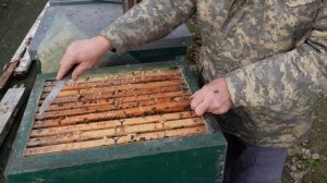 первый осмотр пчел в сезоне 2025