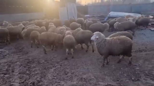Токтылар сатылымда миранос дубара казакы еділбай