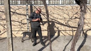 Стартуем дрессировка у молодая собака …